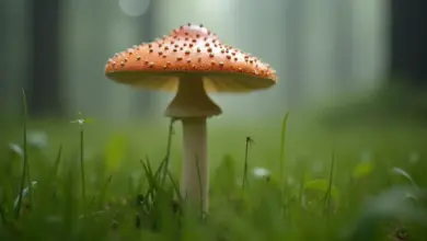 bedla vysoká záměna a rozpoznání – Jak bezpečně rozpoznat bedlu vysokou a vyhnout se záměně