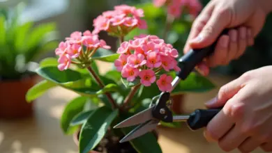 kalanchoe jak správně stříhat – Jak správně stříhat kalanchoe krok za krokem
