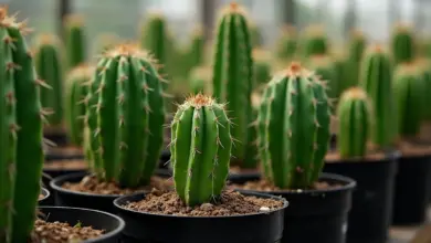 san pedro jak pěstovat a využít – Jak pěstovat kaktus San Pedro a co s ním dál