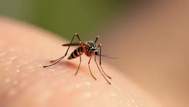 co odpuzuje komáry přírodní a chemické metody – Jak na komáry: přírodní i chemické odpuzovače a tipy