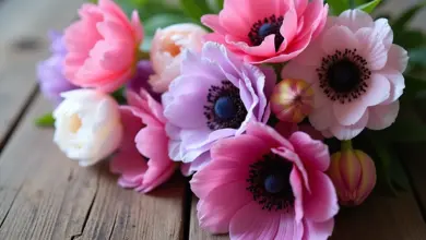 eustoma pěstování a péče o rostlinu – Jak pěstovat eustomu a správně se o ni starat