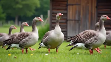 husa landeská chov a péče – Jak na chov a péči o husu landeskou: praktický průvodce