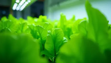 hydroponie doma jak začít pěstovat – Jak začít pěstovat hydroponicky doma: průvodce pro začátečníky