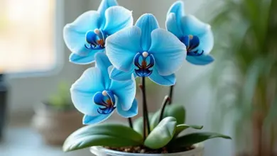 modrá orchidej pěstování a péče – Kompletní průvodce pěstováním a péčí o modrou orchidej