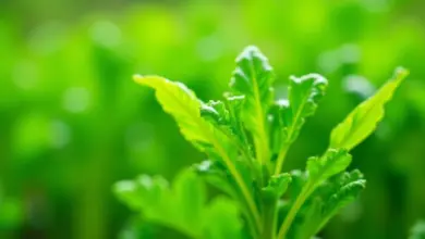 rukola pěstování a využití v kuchyni – Jak pěstovat rukolu a využít ji v kuchyni: praktický návod