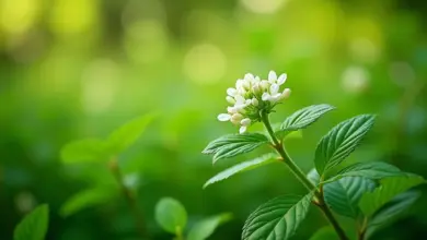 verbena citronová pěstování a využití – Verbena citronová – jak ji pěstovat a využívat efektivně