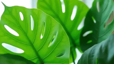 monstera druhy a jejich vlastnosti – Přehled druhů monstery a jejich charakteristiky