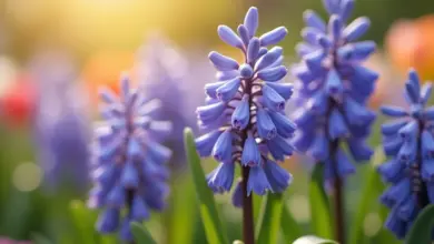 hyacint pěstování a péče - Jak pěstovat a pečovat o hyacinty: kompletní průvodce