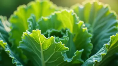 kapusta kadeřavá jak ji pěstovat a sklízet - Jak pěstovat a sklízet kapustu kadeřavou: Kompletní návod