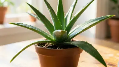 aloe pěstování a využití v domácnosti - Jak pěstovat a využívat aloe v domácnosti: praktický návod