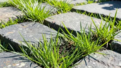 čedič v zahradě jak ho využít - Jak efektivně využít čedič v zahradě: tipy a návody