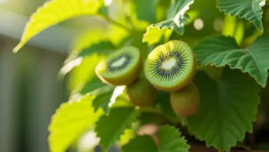 jak vypěstovat kiwi doma – Domácí pěstování kiwi: krok za krokem od semínka po plody