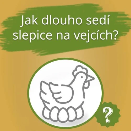 Slepice sedí na vejcích – jak dlouho?