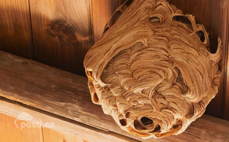 Velký vosač v dřevěném interiéru
