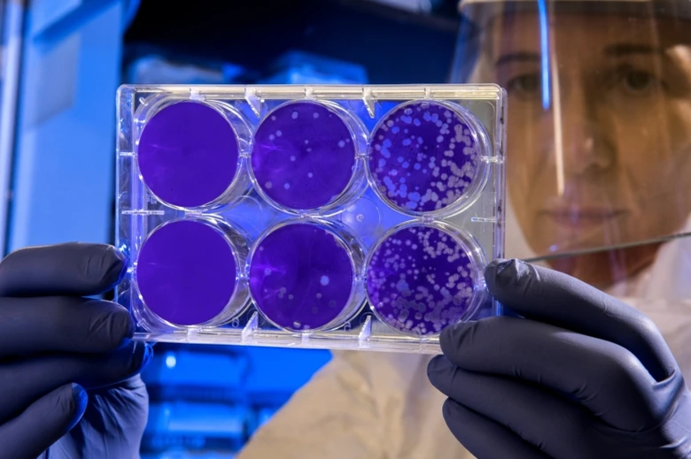 Vědec zkoumá koliformní bakterie v laboratoři.