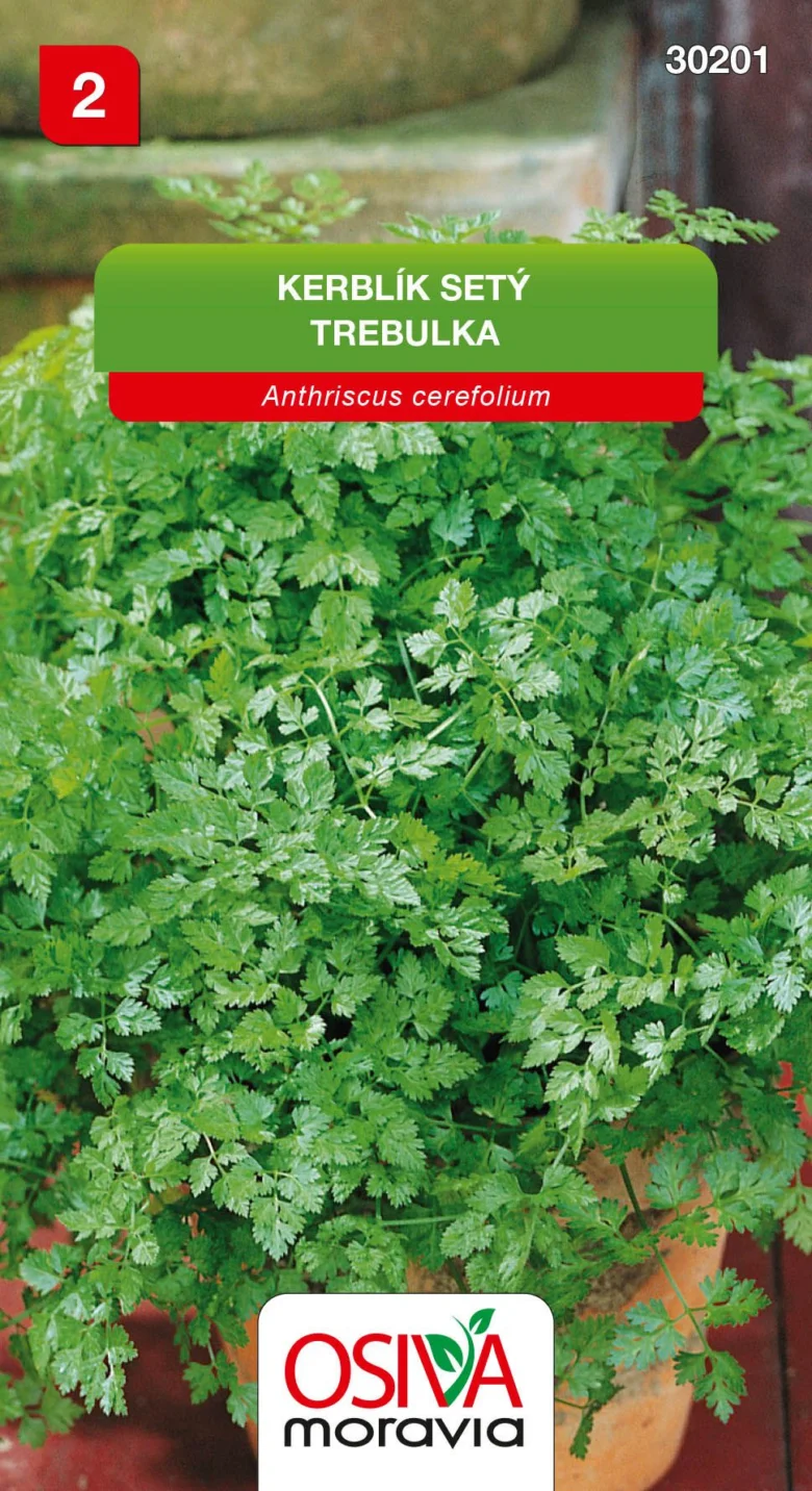Rost kerblík setý (Anthriscus cerefolium) v hrnci.