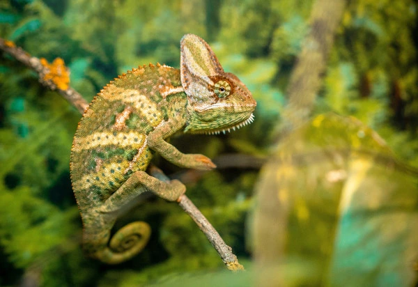 Chameleón obecný sedící na větvi v přírodě