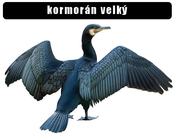 Velký kormorán s roztaženými křídly na bílém pozadí.