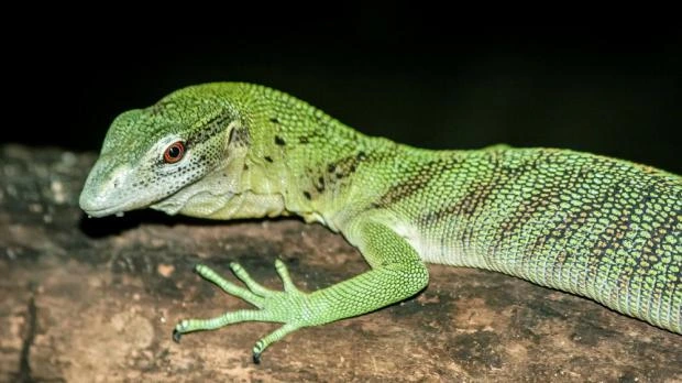 Zelený varan smaragdový na větví v přírodě