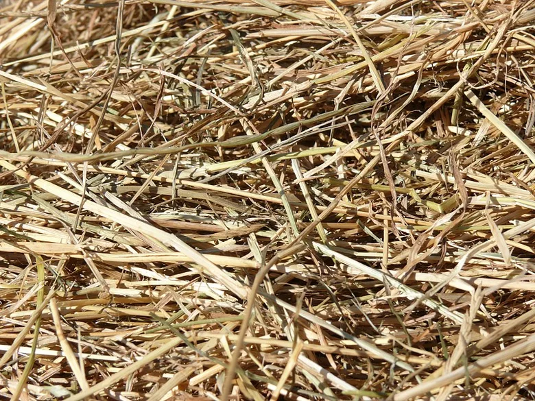 Sucho seno pro krmení zvířat na farmě.