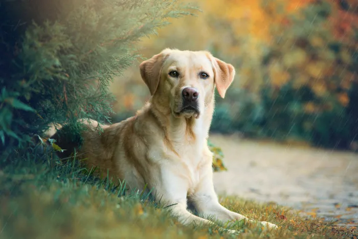 Zlatý labrador leží na trávě v přírodě.