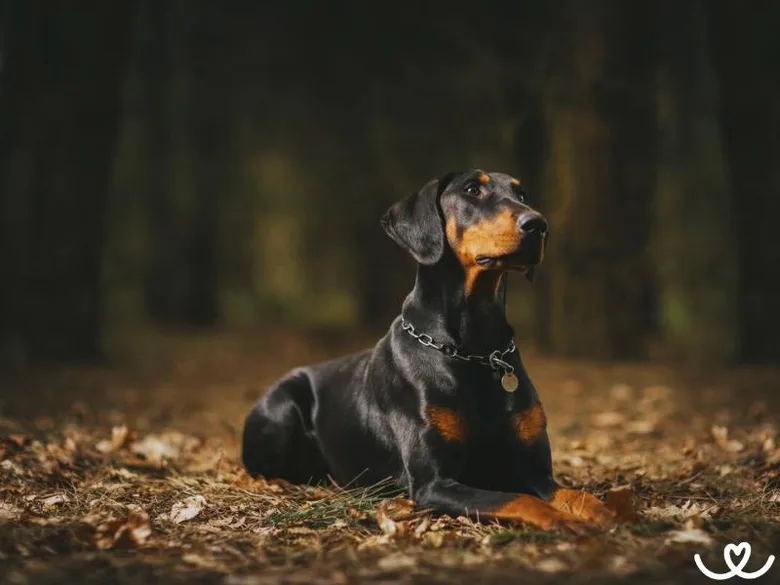 Dobermann ležící v lese s nápadným pohledem.