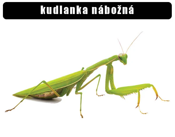 Zelená kudlanka nábožná na bílém pozadí
