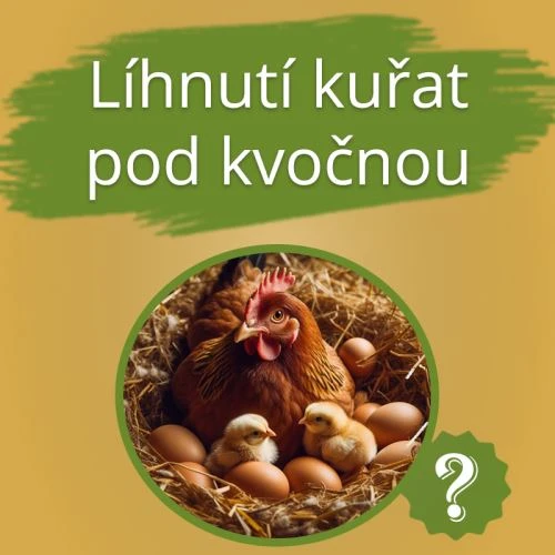 Slepice sedí na vejce s kuřátky v hnízdě