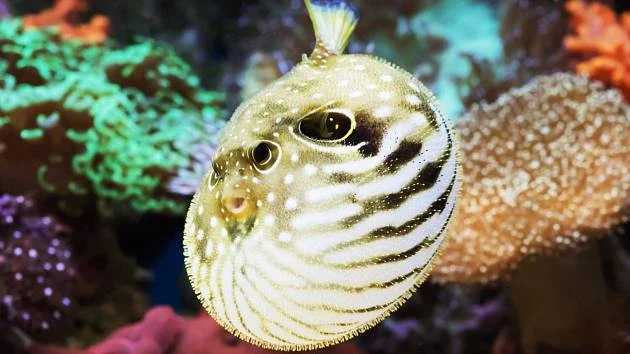 Pestrá ryba fugu plavící se mezi korály.