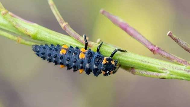 Larva slunéčka sedmitečného na rostlině