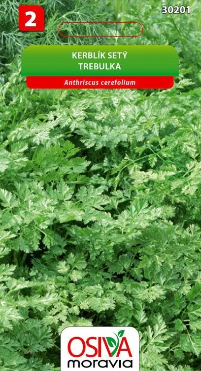 Zelené listy kerblíku (Anthriscus cerefolium) na sadbě.