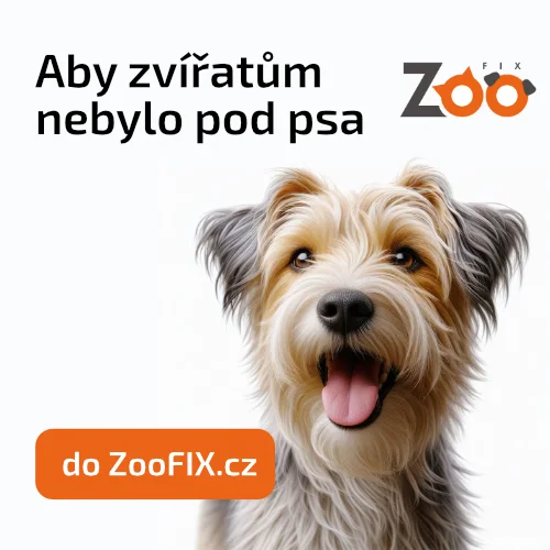 Šťastný teriér s dlouhým srstí na bílém pozadí.