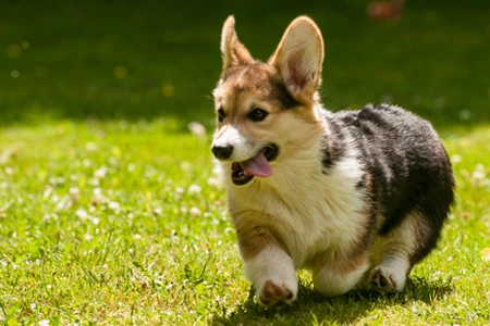 Šťastný štěně corgi běží po trávě