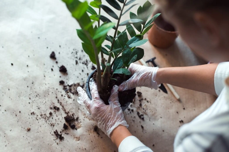 Osoba v rukavicích přesazuje rostlinu zamioculcas.