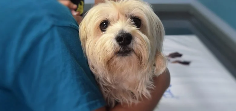 Pes po operaci kýly v veterinární klinice