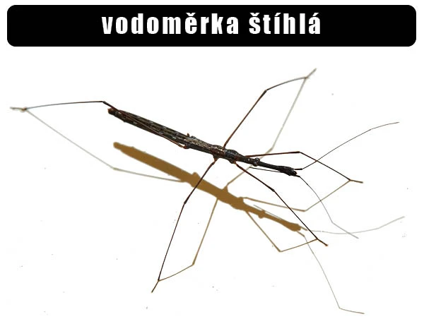 Vodoměrka štíhlá, vodní hmyz s dlouhými nohami.