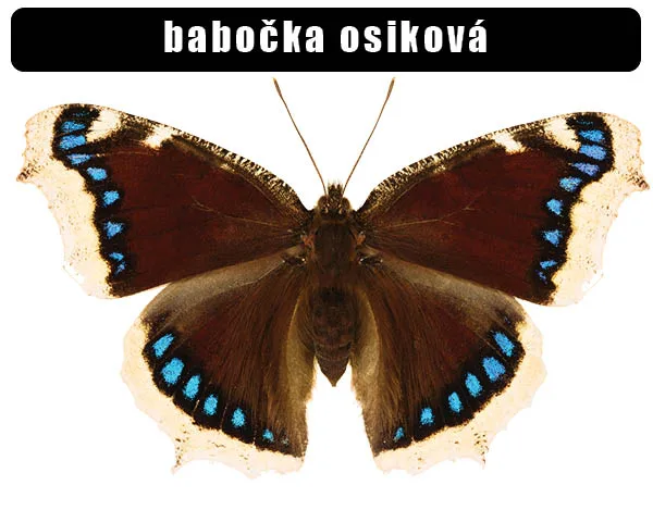 Babočka osiková - motýl s modrými skvrnami na křídlech