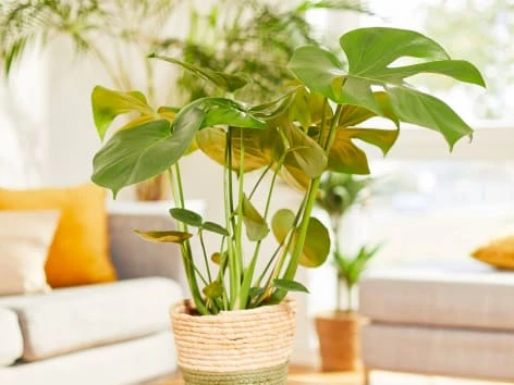 Monstera rostlina v košíku na stole