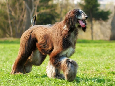 Pes s dlouhými ušima plemene afghánský hound