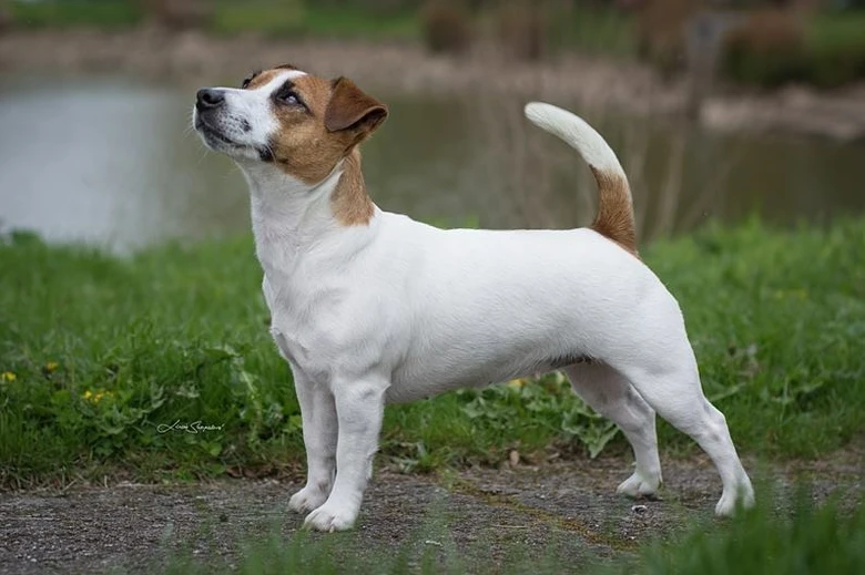 Jack Russell Terrier stojí na trávě venku