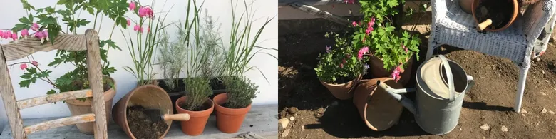 Rozmanitost mrazuvzdorných rostlin v truhlíkách
