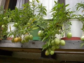 Rostoucí pepino s plody na okenním parapetu venku.