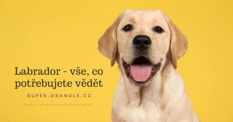 Šťastný žlutý labrador na žlutém pozadí s českým textem.