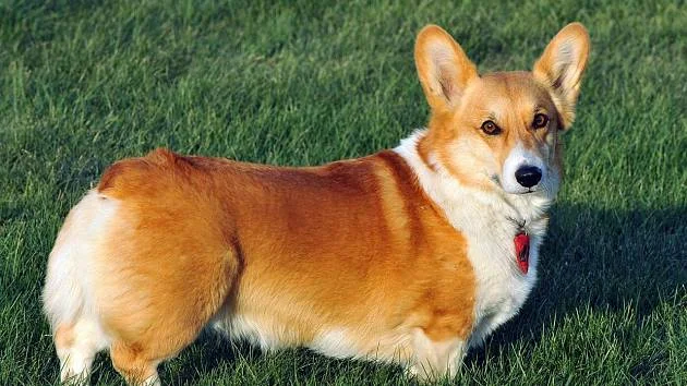 Pembroke Welsh Corgi stojící na trávě