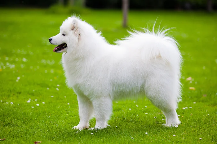 Bílý samojed stojí na trávníku v přírodě