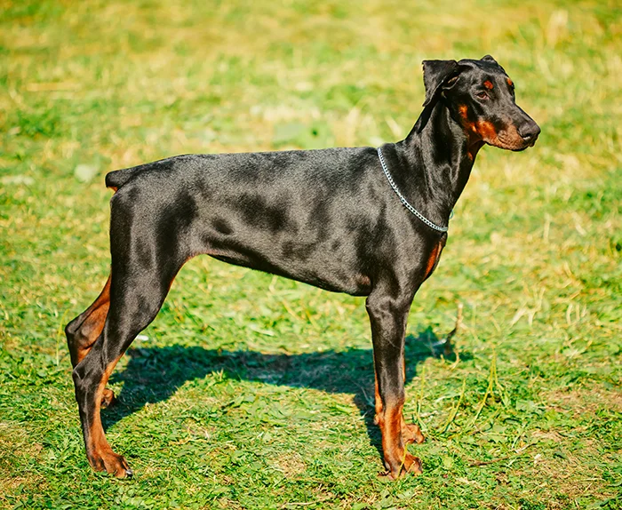 Černý doberman stojí na trávníku v přírodním prostředí.