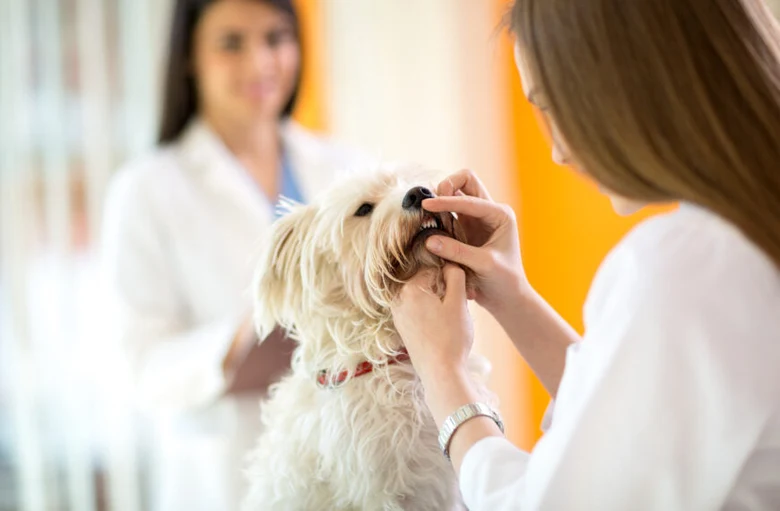 Veterináře prohlíží zuby psa v klinice
