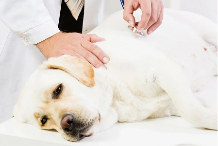 Veterinář vyšetřuje psa na klinice