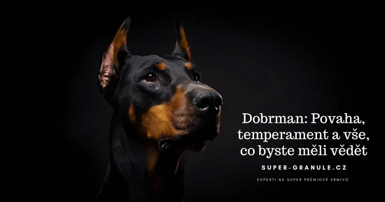 Portrét dobermana s informacemi o povaze plemene