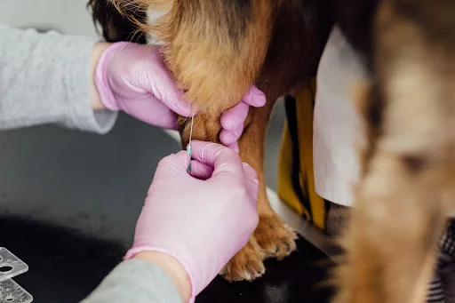 Veterinář podává očkování štěněti injekcí do nohy.